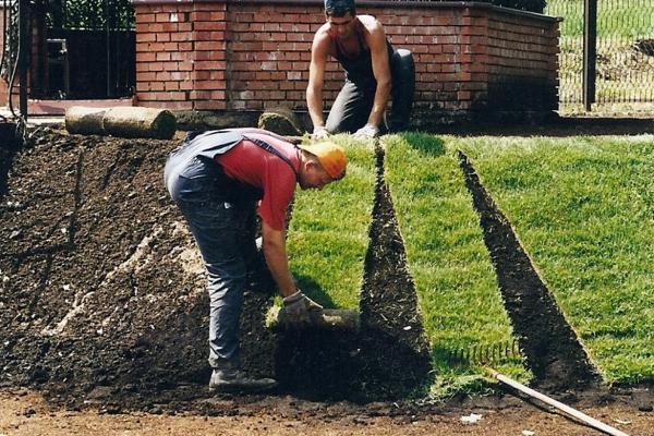 Leaf Cutting 